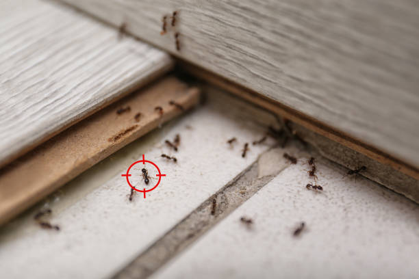 Best Emergency Pest Control  in River Ridge, FL