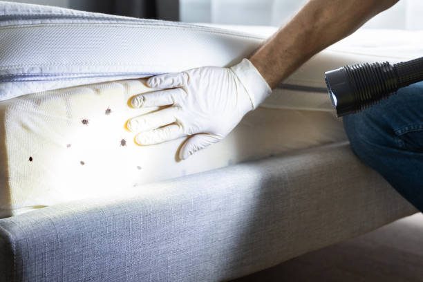 Best Termite Control Services  in River Ridge, FL