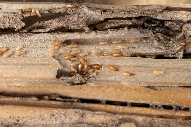 Insect Control in River Ridge, FL