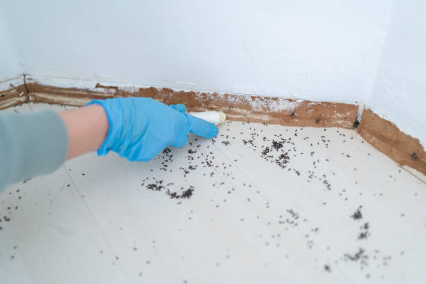 Best Pest Control Near Me in River Ridge, FL